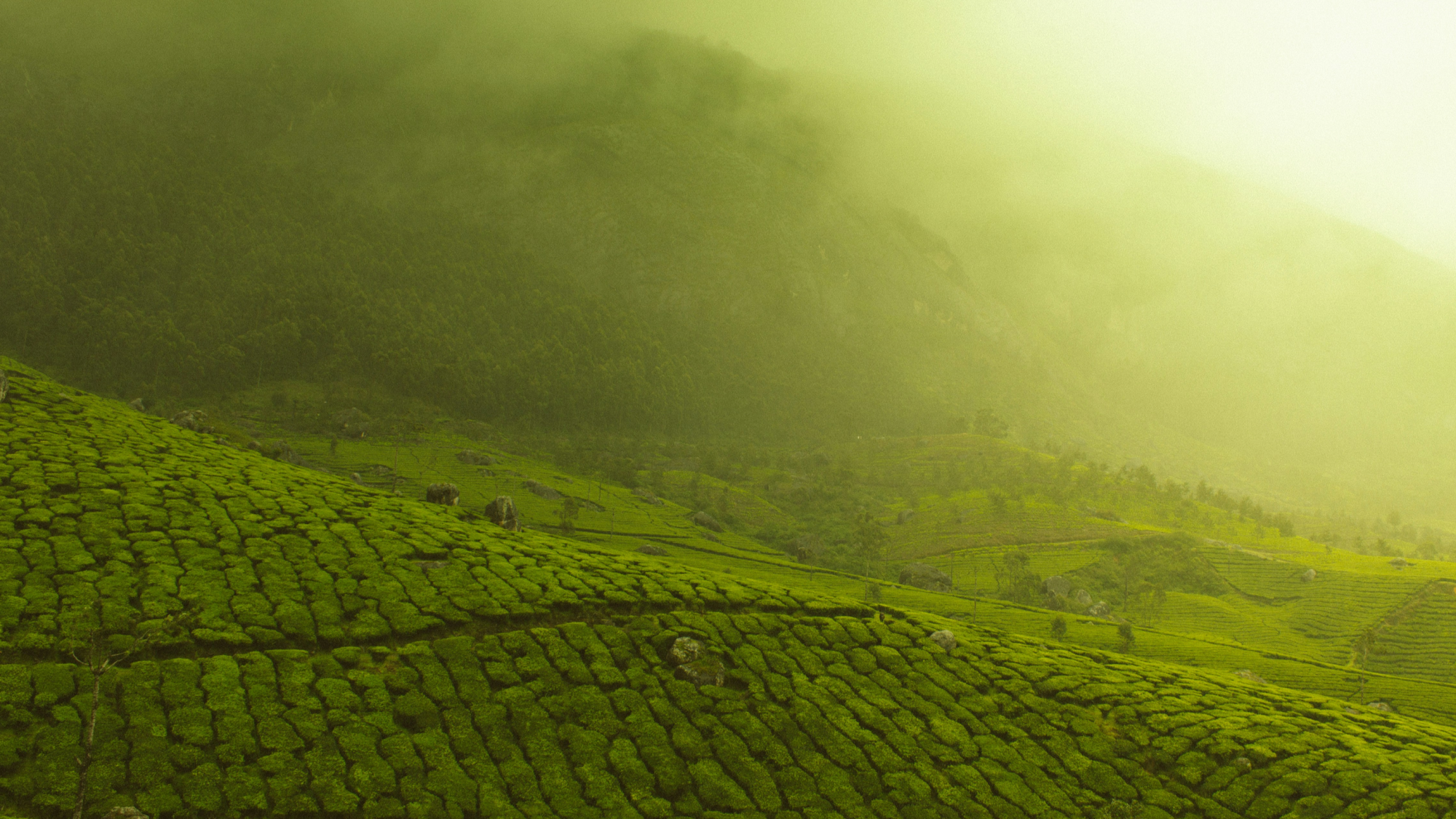 Champs de thés