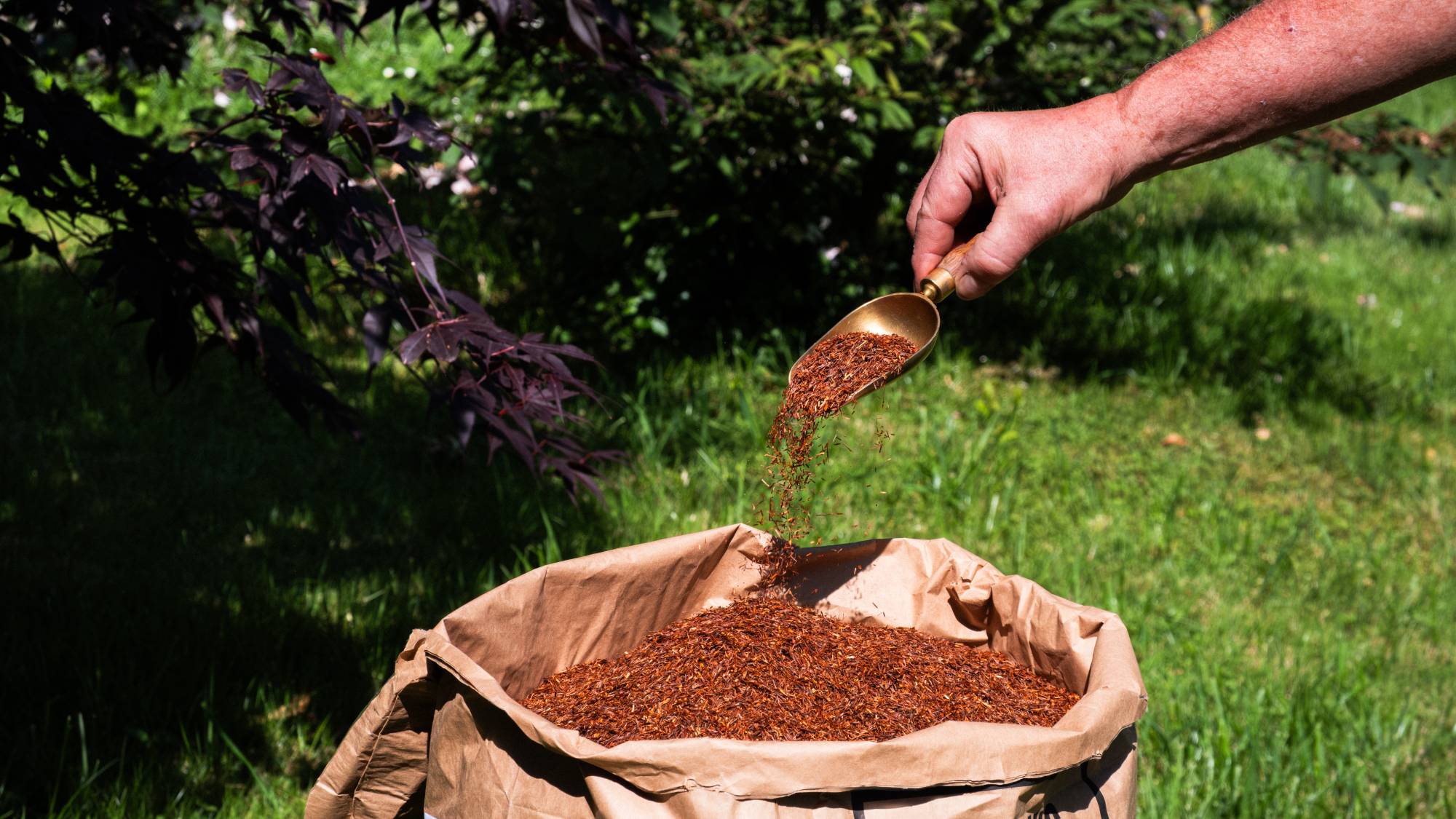 Une cuillère remplie de thé au-dessus d'un gros sac de thé.