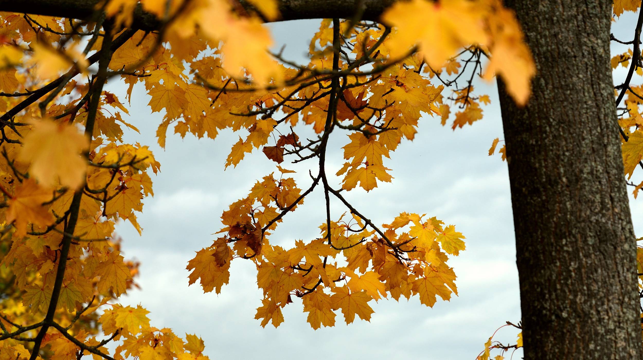 Des feuilles d'un arbre en autonme.
