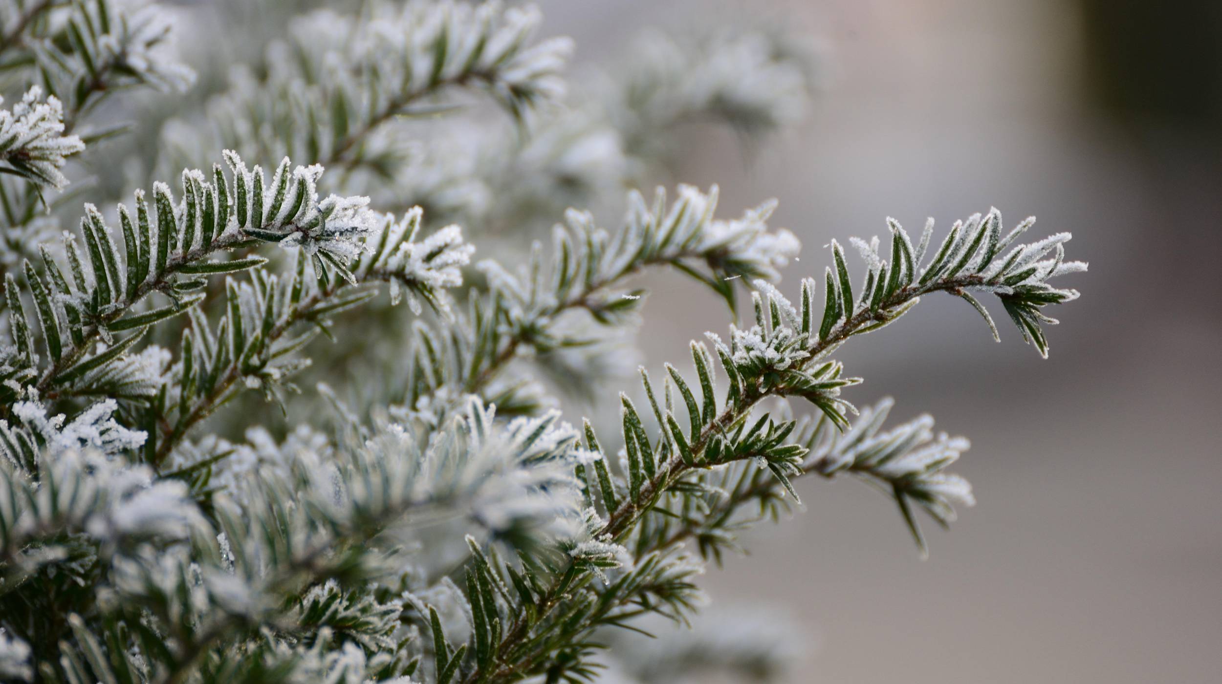 Des branches de sapins.